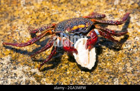Red crab sitting on stone, sea crustacean, water animal Stock Photo