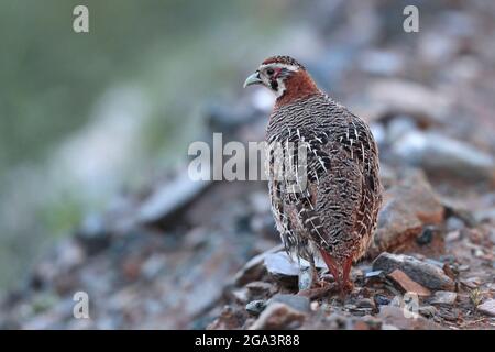 Tibetan Partridge (Perdix hodgsoniae), single adult, standing at top of gravel bank, near Yushu, Qinghai Province, China 24th August 2017 Stock Photo