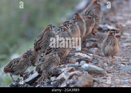 Tibetan Partridges (Perdix hodgsoniae), near Yushu, Qinghai Province, 24th August 2017 Stock Photo