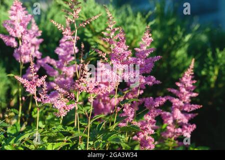 Astilbe japonica flowering plant in flower garden Stock Photo