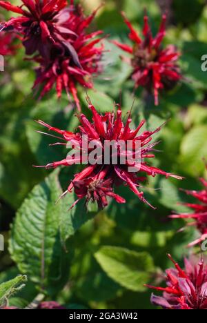Monarda didyma red flowers, vertical shot Stock Photo