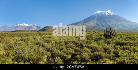 El Misti and chachani volcanoes and cactus, panoramic view, the best of volcanoes near Arequipa city in Peru Stock Photo