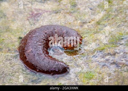 Sea cucumbers, echinoderms from the class Holothuroidea, marine animals with leathery skin and an elongated body containing a single, branched gonad Stock Photo