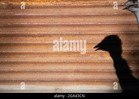 Santiago, Metropolitana, Chile. 28th July, 2021. The shadow of a rhea at the Buin Zoo, in Santiago, Chile. This zoo, the main one in Chile, was able to reopen its doors two weeks ago, after months of closure due to the covid pandemic and where they launched a campaign to sponsor animals and thus cover costs of the Zoo. (Credit Image: © Matias Basualdo/ZUMA Press Wire) Stock Photo