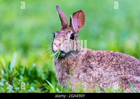 New England Cottontail looking into the camera with a bunch of grass in its mouth. Stock Photo