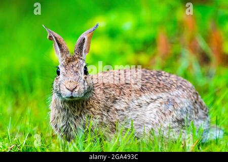 Closeup of a New England Cottontail looking into the camera. Stock Photo