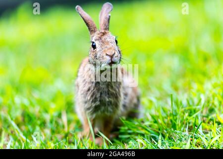 New England Cottontail looking with a curious expression into the camera Stock Photo