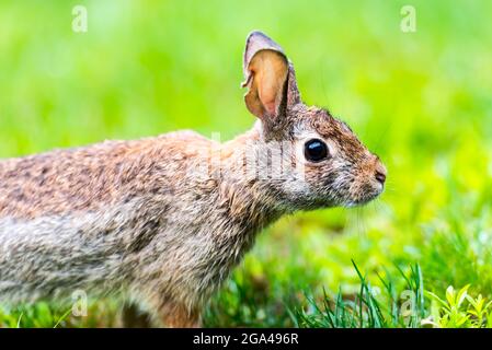 Closeup of a New England Cottontail rabbit sniffing the air. Stock Photo