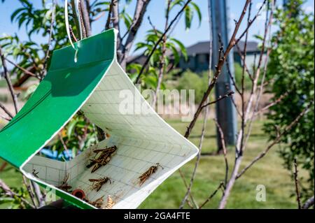 Fruit tree moth sticky trap with pheromone lure to monitor insect