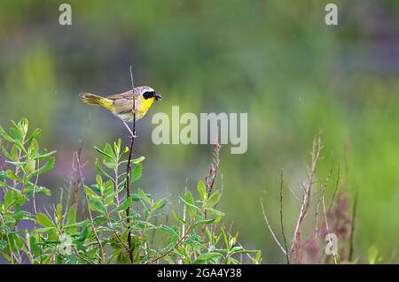 Common Yellowthroat (Geothlypis trichas) perched on a plant stem with a bug in its beak. Room for copyspace. Stock Photo