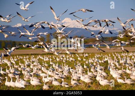 Snow geese migration passing through the Skagit Valley north of Seattle, Washington...Mt. Baker and the Cascade Mountains in the background Stock Photo