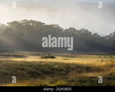 Eastern Grey kangaroos (Macropus giganteus)  in grassland, Kosciuszko National Park, New South Wales, Australia Stock Photo