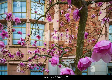 The University of Washington (commonly referred to as Washington or UDub) is a public research university in Seattle, Washington, United States Stock Photo