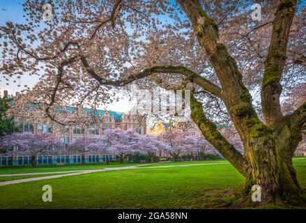 The University of Washington (commonly referred to as Washington or UDub) is a public research university in Seattle, Washington, United States Stock Photo