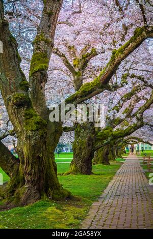 The University of Washington (commonly referred to as Washington or UDub) is a public research university in Seattle, Washington, United States Stock Photo