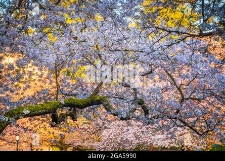 The University of Washington (commonly referred to as Washington or UDub) is a public research university in Seattle, Washington, United States Stock Photo