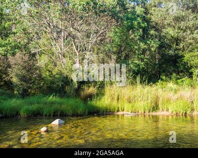 RIverbank, Swampy Plains River, Geehi Flats, Kosciuszko National Park, New South Wales, Australia Stock Photo