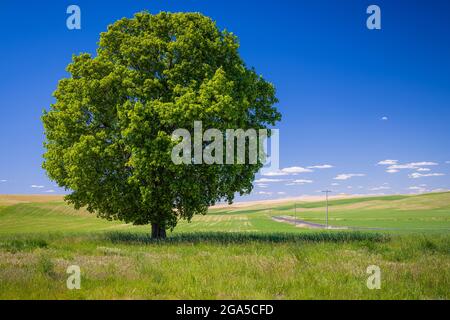 Lone tree in the agricultural Palouse area of eastern Washington state Stock Photo