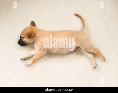 cute, little golden retriever puppy with golden fur napping on the floor with stretched legs dreaming about something Stock Photo