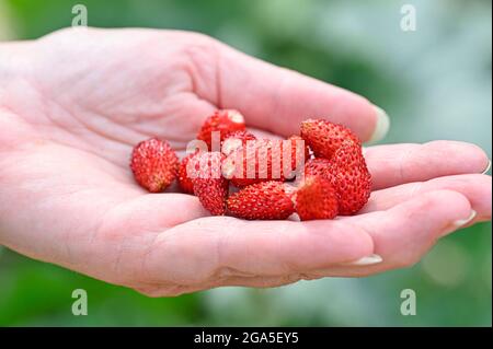 wild strawberries handpicked in garden ready to eat Stock Photo