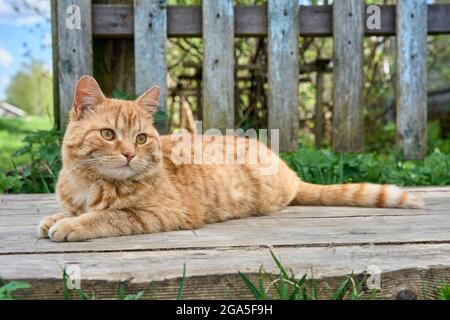 a red-haired cat is lying on a wooden bridge Stock Photo