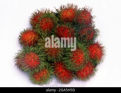 The rambutan (Nephelium lappaceum) is a medium-sized tropical tree in the family Sapindaceae. The fruit produced by the tree is also known as rambutan.  The name rambutan is derived from the Malay/Indonesian word rambutan, meaning 'hairy', rambut the word for 'hair' in both languages, a reference to the numerous hairy protuberances of the fruit, together with the noun-building suffix -an. Stock Photo