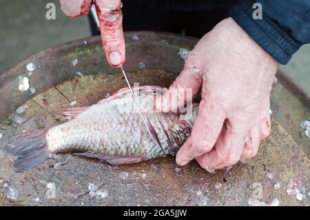 Men's hands clean and cut the fish. Preparing fish for cooking Stock Photo