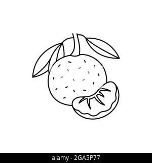 Citrus olor line icon. Essential oils fruit seeds. Pictogram for web page, mobile app, promo. UI UX GUI design element. Editable stroke. Stock Vector