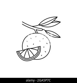 Citrus olor line icon. Essential oils fruit seeds. Pictogram for web page, mobile app, promo. UI UX GUI design element. Editable stroke. Stock Vector