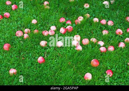 Fallen apples on green grass in the autumn Stock Photo