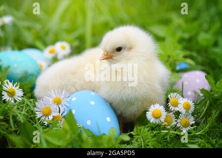 Little chicken with colorful painted Easter eggs on green grass Stock Photo
