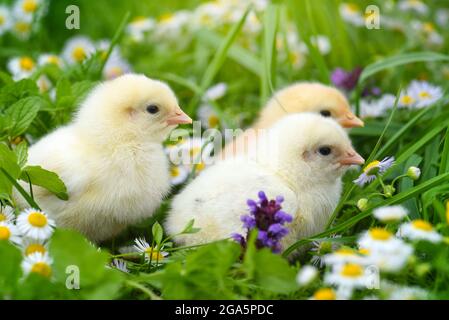 Little chickens on green grass with daisies Stock Photo