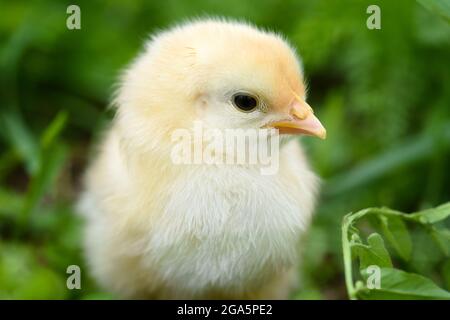 Little chicken on green grass close-up Stock Photo