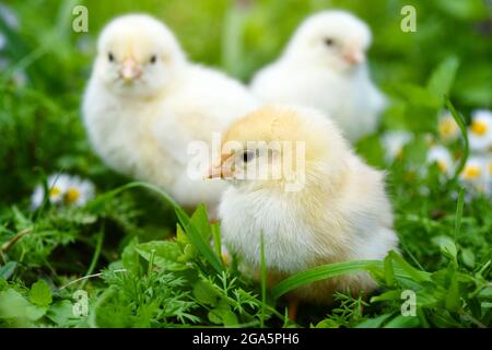Little chickens on green grass with daisies Stock Photo