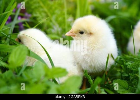 Little chickens on green grass with daisies Stock Photo