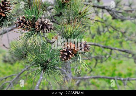 Pine branch with cones on a natural background Stock Photo