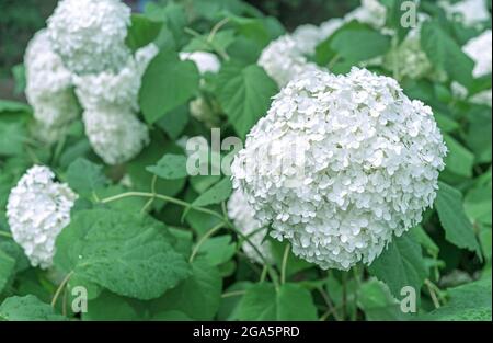Blooming white hydrangea or tree hydrangea in the summer garden. Stock Photo