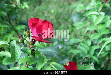 Red rose Robusta with water drops on petals. Stock Photo
