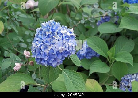 Blooming blue hydrangea or tree hydrangea in the summer garden. Stock Photo