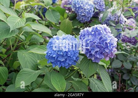 Blooming blue hydrangea or tree hydrangea in the summer garden. Stock Photo