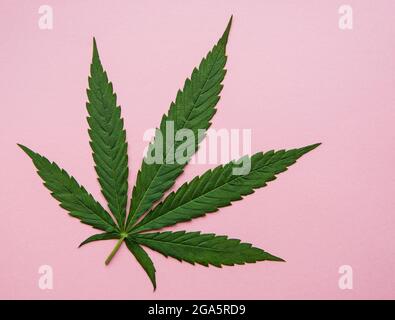 Green cannabis leaves on pink background. Growing medical marijuana. Concept of herbal alternative medicine Stock Photo