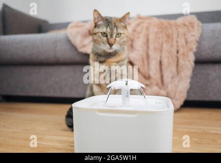 Cat watching water from the fountain of the pet drinker. Stock Photo