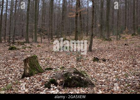 Thin trees and the ground covered with dry leaves in the middle of the Black Forest near Baden-Baden Stock Photo