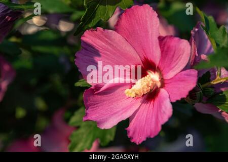 Hollyhock mallow close-up. Floral background of large pink mallow flowers. Blooming musky mallow in summer garden. These beautiful blooms also known a