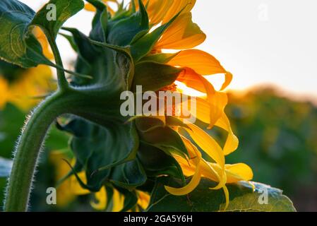 The rays of the setting sun break through the petals of the sunflower. Sunflower at sunset, closeup. Stock Photo