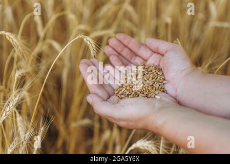 Holding golden colored wheat grains. Close up shot of female and kid's ...