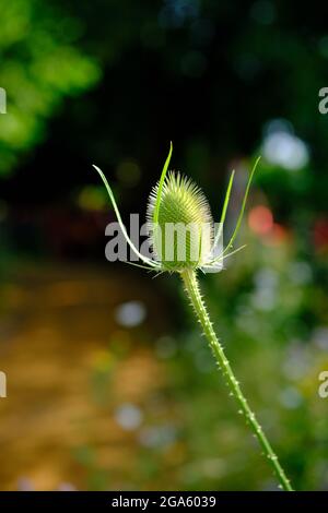 Dipsacus fullonum aka Common teasel, Wild Teasel, Fuller’s Teasel, Adam’s Flannel, Shepherd’s Staff, or Venus’ Basin. Stock Photo