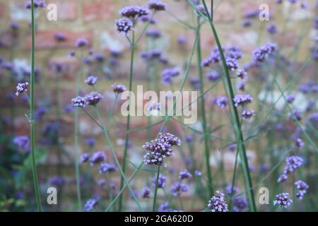 Full frame image of pale purple verbena binariesis or curtain plant Stock Photo