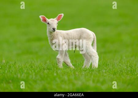 Close up of a newborn lamb in Springtime, alert and facing forward in lush green meadow with dewdrops.  Clean, background.  Space for copy.  Horizonta Stock Photo