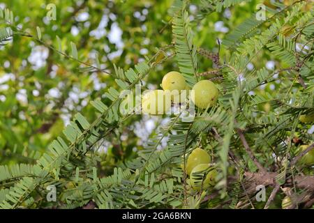 Phyllanthus emblica (Emblic myrablan, Malacca tree, Indian gooseberry, Amla, Amalaka fruits Stock Photo